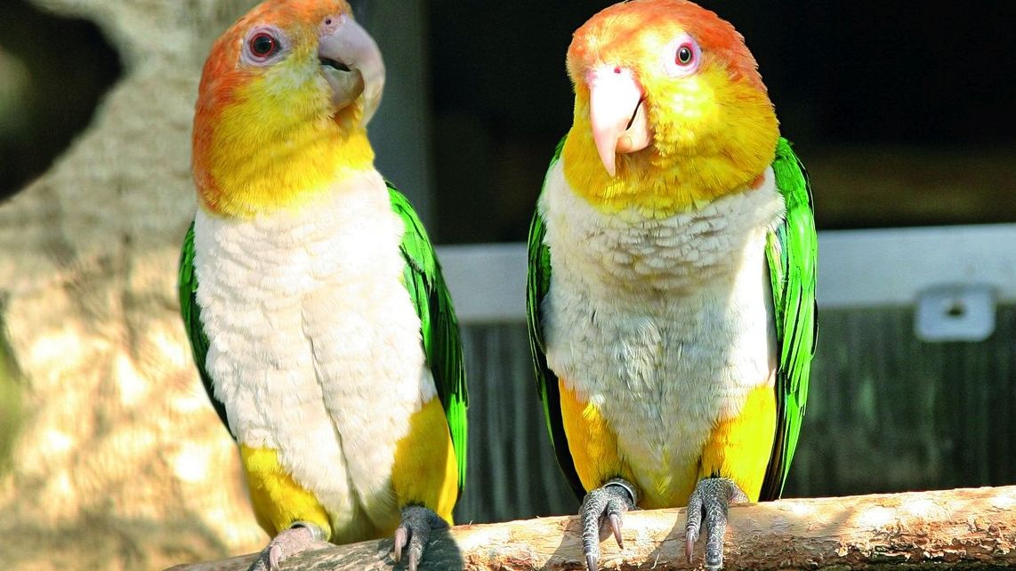 V papouščí zoo v Bošovicích se těší už z desítek letošních mláďat